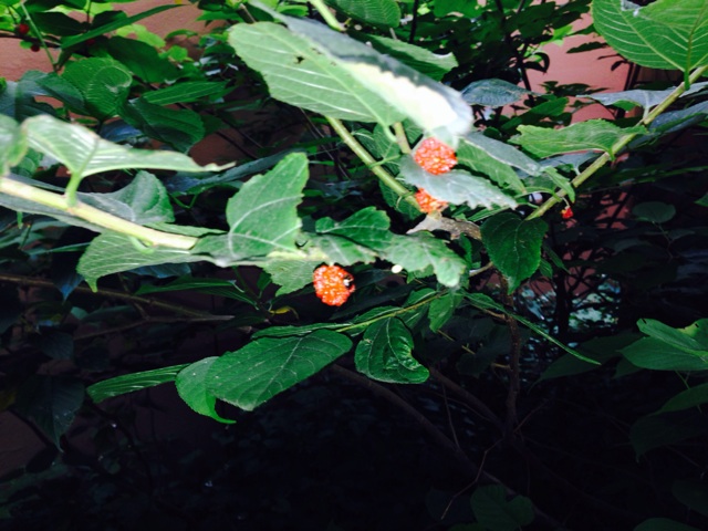 f:id:daichinome:20140618172718j:plain f:id:daichinome:20140618172718j:plain