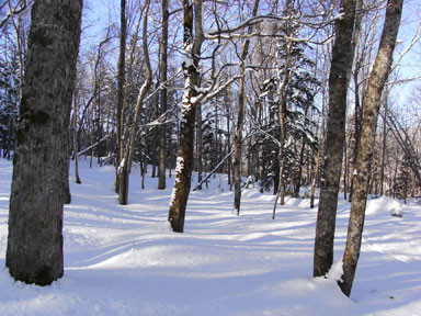 f:id:daisetsuzan:20110228180140j:image f:id:daisetsuzan:20110228180140j:image