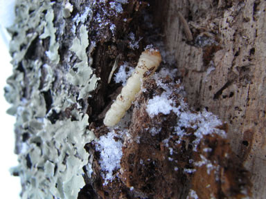 f:id:daisetsuzan:20110228180145j:image f:id:daisetsuzan:20110228180145j:image