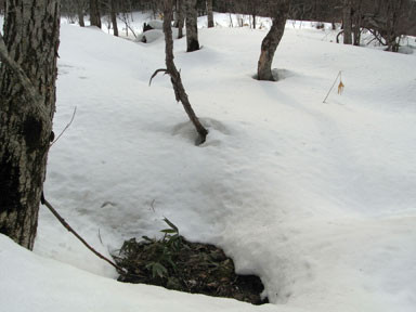 f:id:daisetsuzan:20110407183706j:image f:id:daisetsuzan:20110407183706j:image