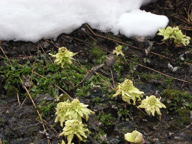 f:id:daisetsuzan:20110407183708j:image f:id:daisetsuzan:20110407183708j:image