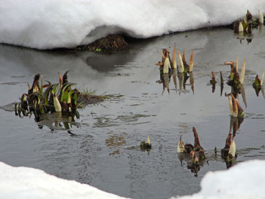 f:id:daisetsuzan:20110407183710j:image f:id:daisetsuzan:20110407183710j:image