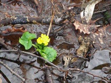 f:id:daisetsuzan:20110407183712j:image f:id:daisetsuzan:20110407183712j:image