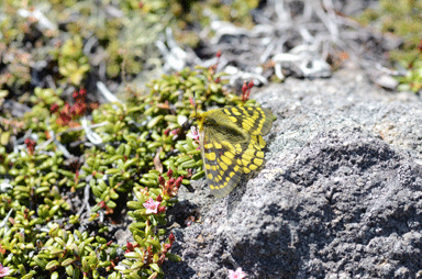 f:id:daisetsuzan:20120615190737g:image f:id:daisetsuzan:20120615190737g:image
