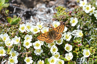 f:id:daisetsuzan:20120615190740g:image f:id:daisetsuzan:20120615190740g:image