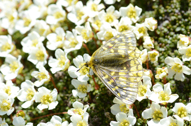 f:id:daisetsuzan:20120615190741g:image f:id:daisetsuzan:20120615190741g:image
