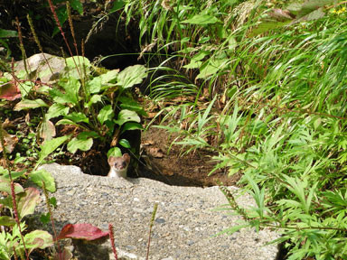 f:id:daisetsuzan:20150908221434j:image f:id:daisetsuzan:20150908221434j:image
