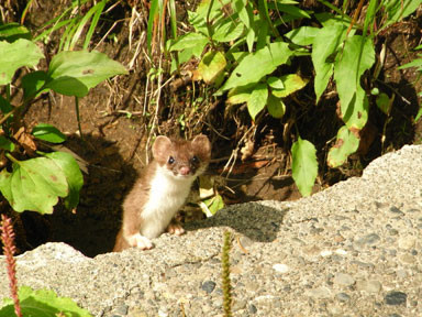 f:id:daisetsuzan:20150908221441j:image f:id:daisetsuzan:20150908221441j:image