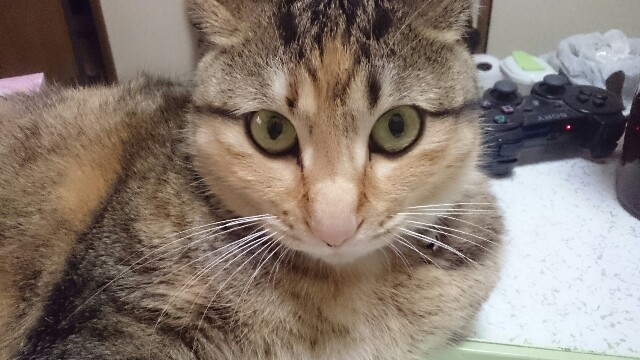 f:id:daisukewannago:20160229013713j:image f:id:daisukewannago:20160229013713j:image