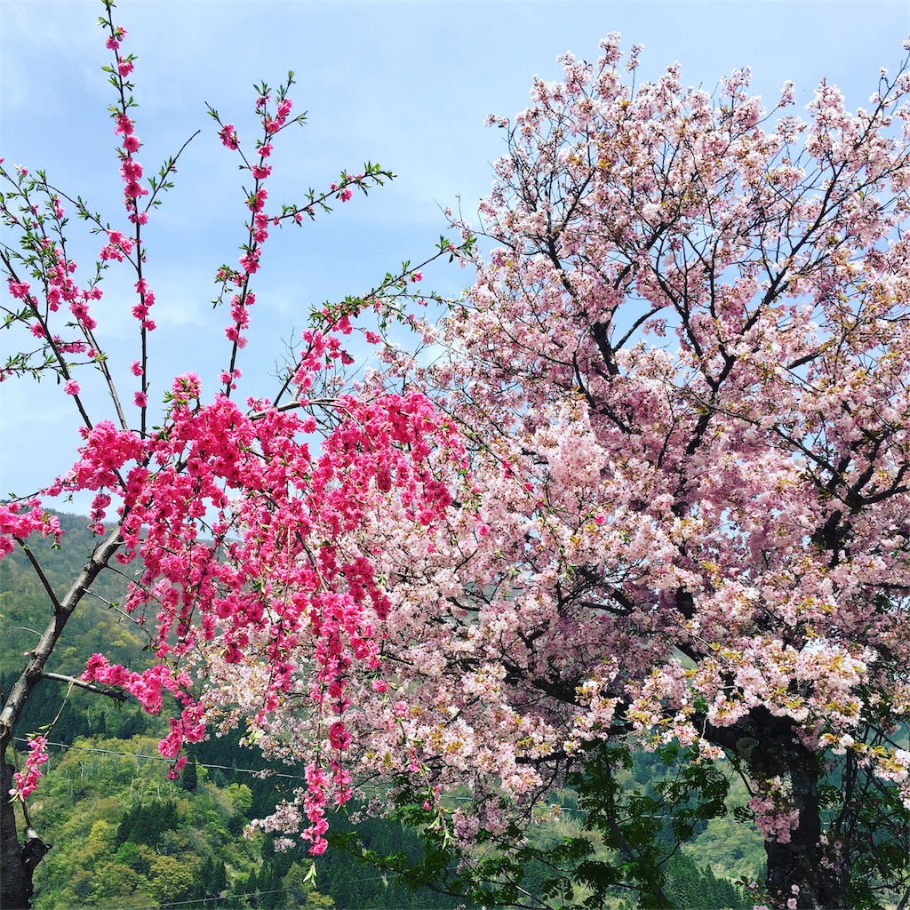 f:id:dakamasa:20160425225318j:image f:id:dakamasa:20160425225318j:image