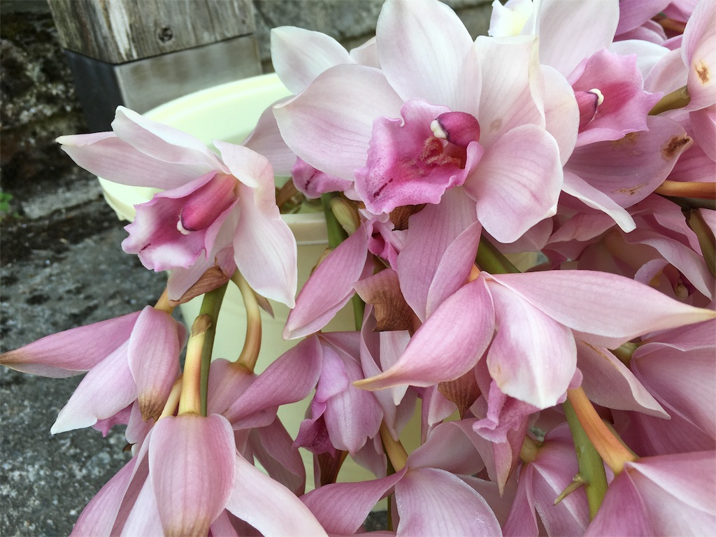 f:id:dakamasa:20160507114405j:image f:id:dakamasa:20160507114405j:image