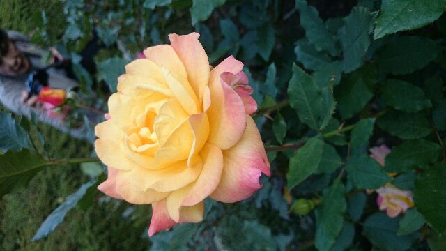 f:id:danae219:20141102114321j:image f:id:danae219:20141102114321j:image