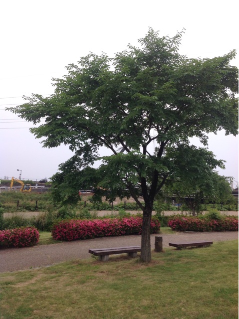 f:id:dandy611:20150529121750j:plain f:id:dandy611:20150529121750j:plain