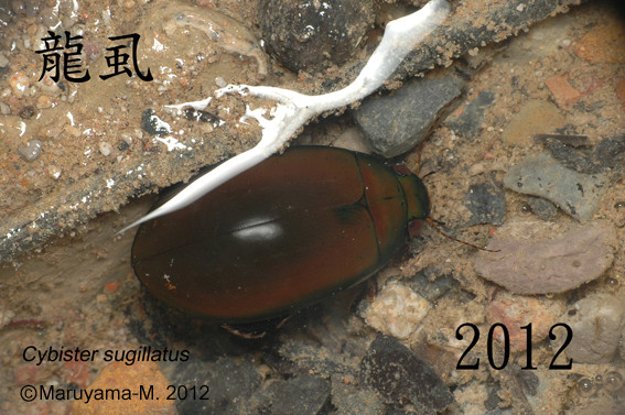 f:id:dantyutei:20070925121044j:image f:id:dantyutei:20070925121044j:image