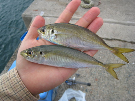 f:id:dantyutei:20080928091431j:image f:id:dantyutei:20080928091431j:image