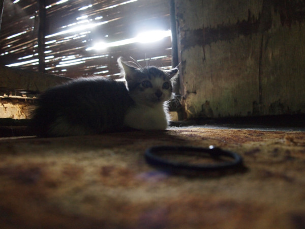 f:id:dantyutei:20091109015615j:image f:id:dantyutei:20091109015615j:image