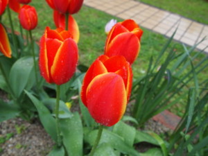 f:id:dantyutei:20100331235112j:image f:id:dantyutei:20100331235112j:image