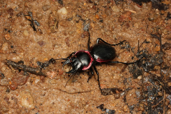 f:id:dantyutei:20110606170710j:image f:id:dantyutei:20110606170710j:image