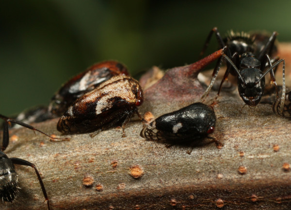 f:id:dantyutei:20110829031132j:image f:id:dantyutei:20110829031132j:image