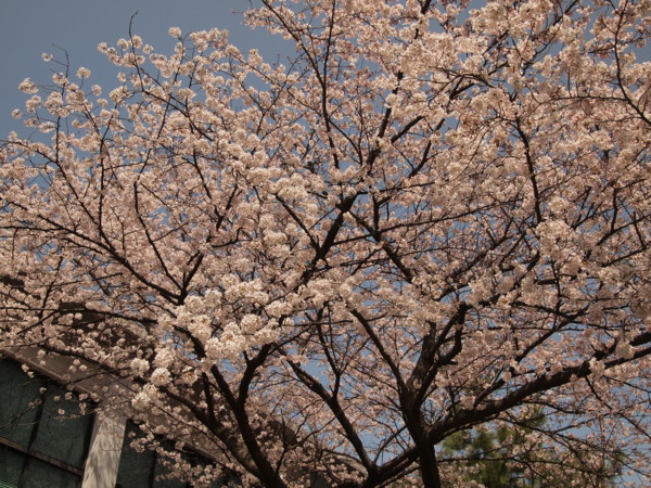 f:id:dantyutei:20120331121022j:image