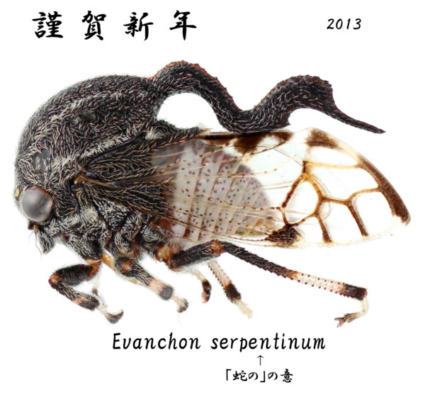f:id:dantyutei:20130101030642j:image f:id:dantyutei:20130101030642j:image