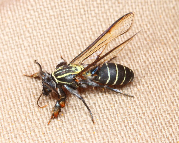 f:id:dantyutei:20130926053019j:image