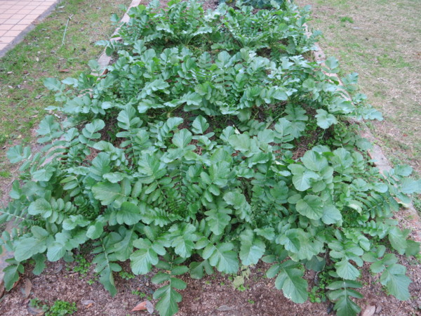 f:id:dantyutei:20131207150827j:image