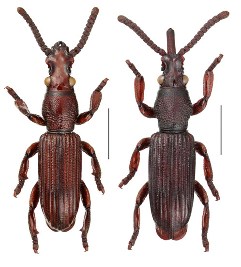 Japanese Weevil Data Base - Search