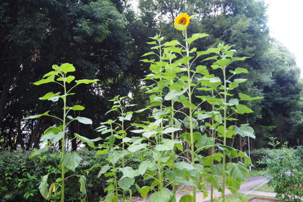f:id:dantyutei:20140724091144j:plain f:id:dantyutei:20140724091144j:plain