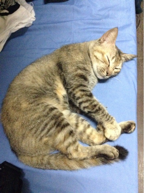 f:id:dantyutei:20150311185125j:plain f:id:dantyutei:20150311185125j:plain