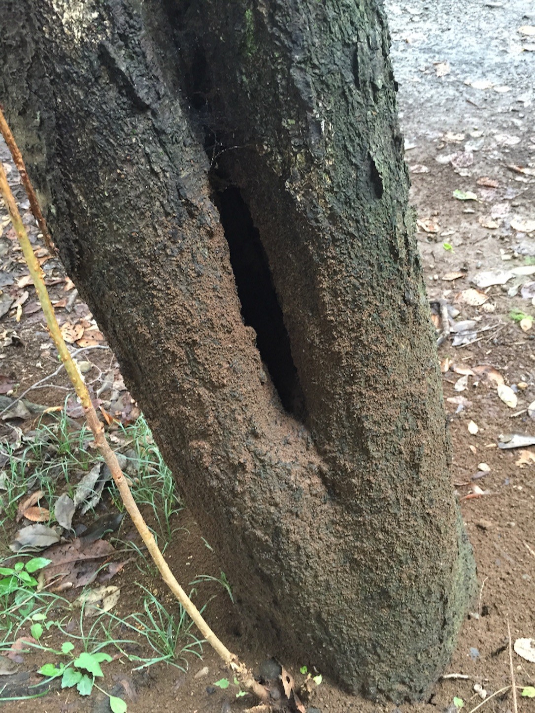 f:id:dantyutei:20150928115118j:image