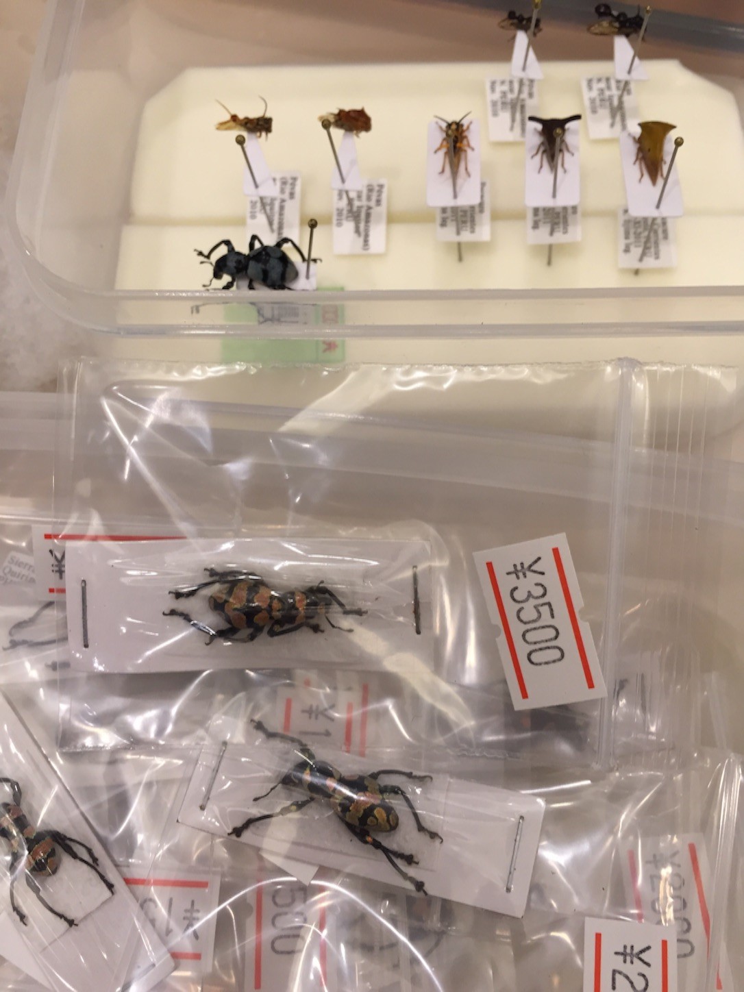 f:id:dantyutei:20150928115452j:image