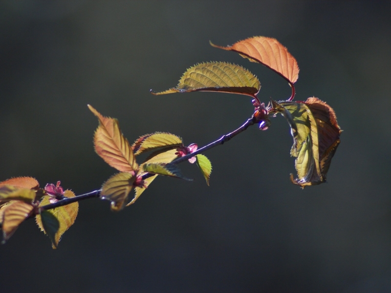 f:id:darusmart:20150507204708j:plain f:id:darusmart:20150507204708j:plain