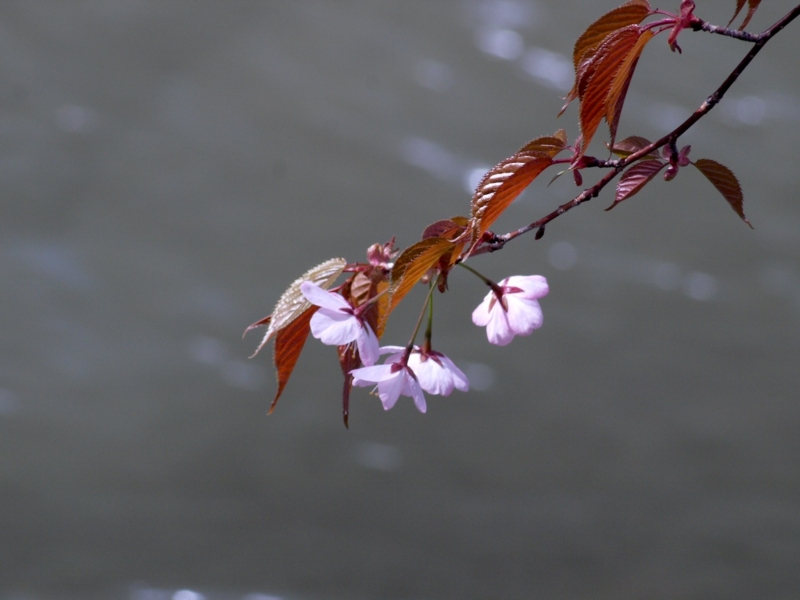 f:id:darusmart:20150507204714j:plain f:id:darusmart:20150507204714j:plain