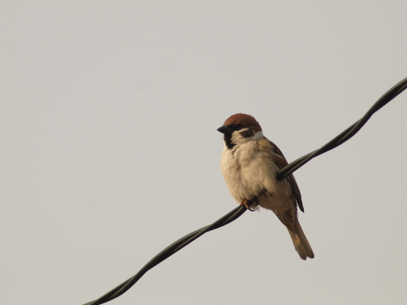 f:id:darusmart:20150507204724j:plain f:id:darusmart:20150507204724j:plain