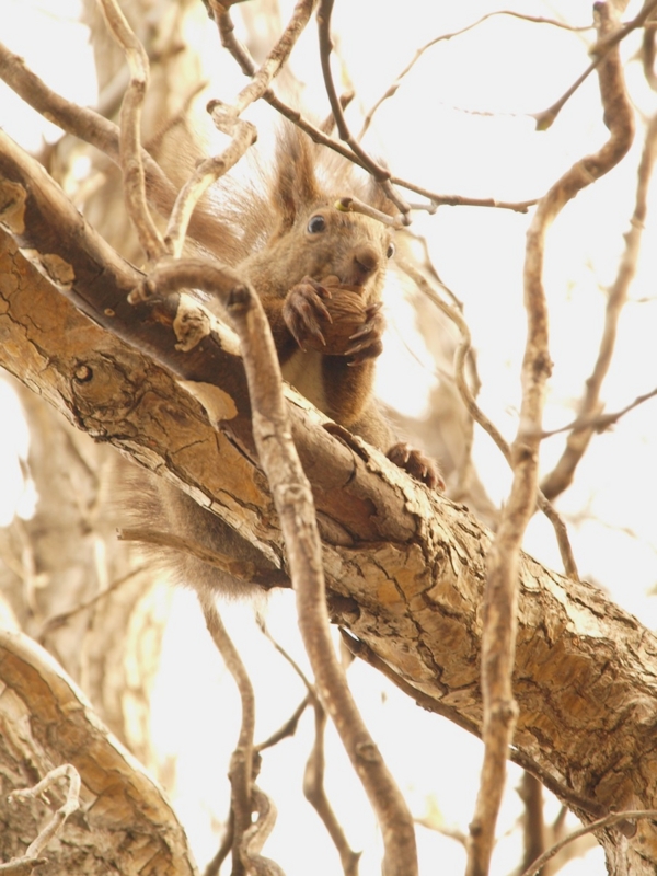 f:id:darusmart:20150507204729j:plain f:id:darusmart:20150507204729j:plain