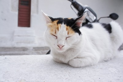 f:id:denkilemon:20150425010541j:plain f:id:denkilemon:20150425010541j:plain