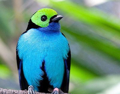 世界の美しい鳥 「手塚治虫の「火の鳥」のモデルとなった鳥