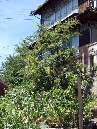 f:id:digistill:20070812235500j:image