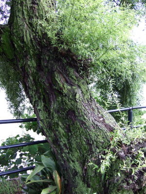 f:id:digistill:20080622040537j:image f:id:digistill:20080622040537j:image