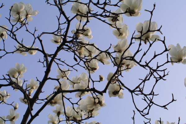 f:id:digistill:20100313172702j:image