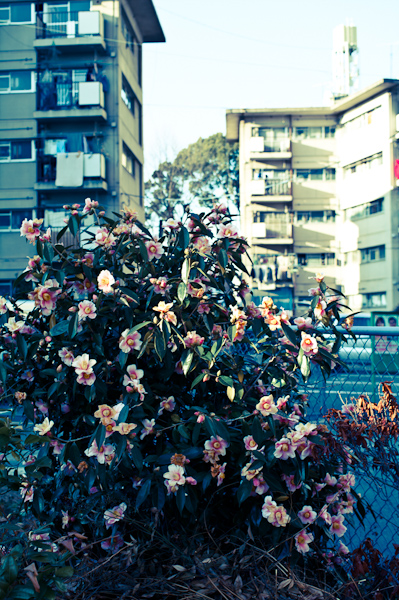 f:id:digistill:20110227002208j:image