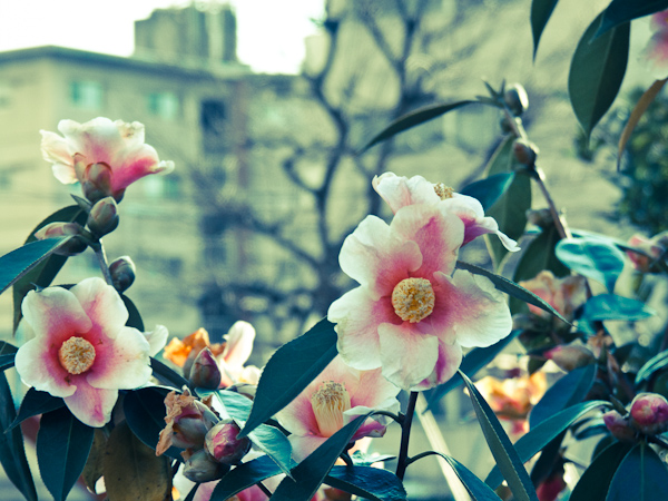 f:id:digistill:20110227002814j:image