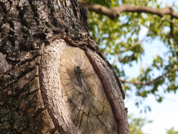 f:id:digistill:20140525230719j:plain