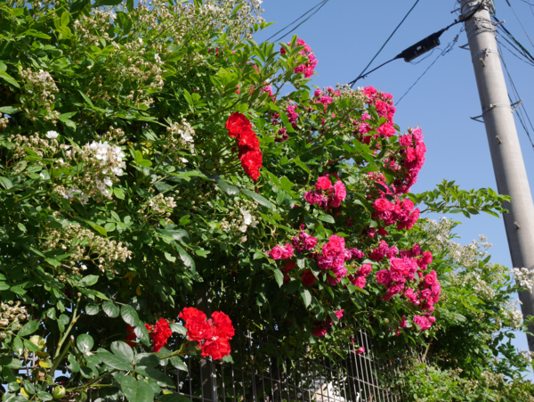 f:id:digistill:20140525231217j:plain