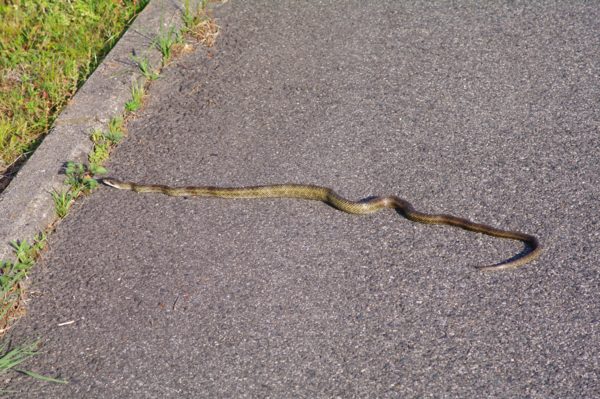 f:id:digistill:20140525231757j:plain