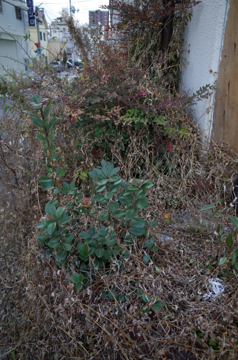 f:id:digistill:20150111213824j:plain