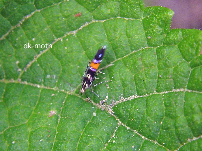 f:id:dk_hanaya:20050608100041j:plain