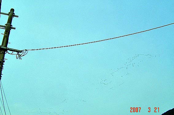 f:id:dk_hanaya:20070321163721j:plain