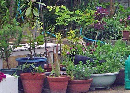 f:id:dk_hanaya:20070424173027j:plain f:id:dk_hanaya:20070424173027j:plain